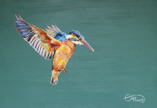 Jack the Kingfisher - limited edition, giclée print. unmounted